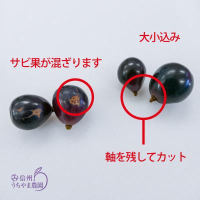 ふるさと納税 長野県 【発送月固定定期便】訳あり定期便★ナガノパープル★ぐんま名月★サンふじ★2回コース　3品種!全2回 |  | 03
