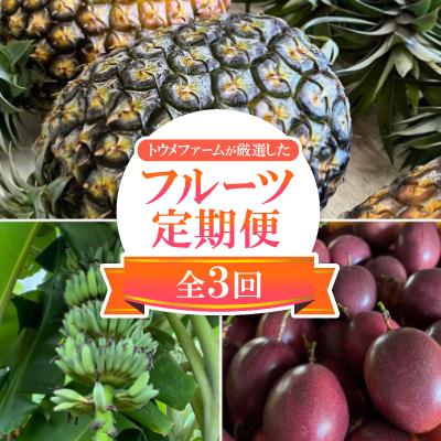 ふるさと納税 本部町 [発送月固定定期便]トウメファーム厳選したフルーツ定期便全3回