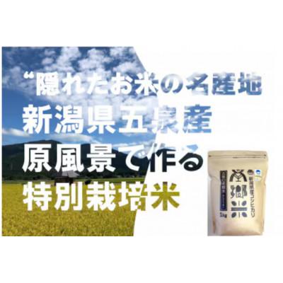 ふるさと納税 五泉市 [2ヵ月毎定期便]特別栽培米コシヒカリ「南郷米」玄米3kg(1kg×3袋)全3回