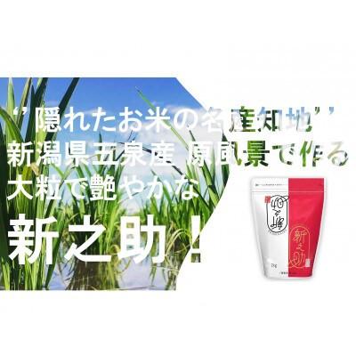 ふるさと納税 五泉市 【毎月定期便】新之助 精米 5kg(5kg×1袋)全12回