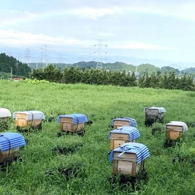 ふるさと納税 基山町 【毎月定期便】みよしの蜂蜜 (みかん) 220g×1本全3回の画像