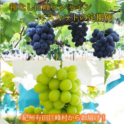 ふるさと納税 有田川町 [発送月固定定期便]紀州有田産のぶどうセット(種なし巨峰約2kg・シャインマスカット約2kg)全2回