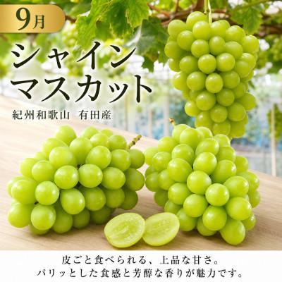 ふるさと納税 有田川町 【発送月固定定期便】紀州有田産旬のフルーツセット(種なし巨峰&梨セット・シャインマスカット)全2回 |  | 02