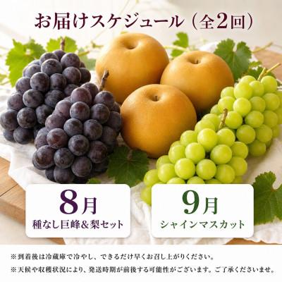 ふるさと納税 有田川町 【発送月固定定期便】紀州有田産旬のフルーツセット(種なし巨峰&梨セット・シャインマスカット)全2回 |  | 03