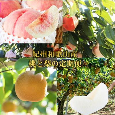 ふるさと納税 九度山町 [発送月固定定期便]紀州和歌山産旬のフルーツセット(8月:桃3玉・9月:梨3玉)全2回