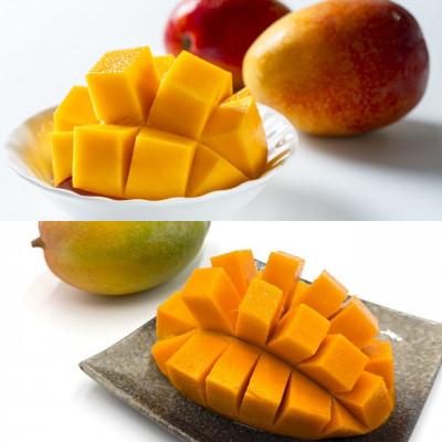 ふるさと納税 今帰仁村 [発送月固定定期便]家庭用マンゴー2種食べ比べ(アップルマンゴー&amp;キーツマンゴー)全2回