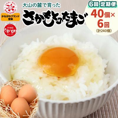 ふるさと納税 伊勢原市 [毎月定期便]合計240個 大山の麓で育ったさかもとのたまご (10個×4パック)全6回