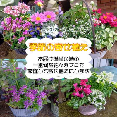 ふるさと納税 大村市 [発送月固定定期便]おまかせ季節の寄せ植えプランター全4回