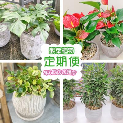 ふるさと納税 大村市 [発送月固定定期便]おまかせ そのまま飾れるインテリアグリーン(観葉植物)全6回
