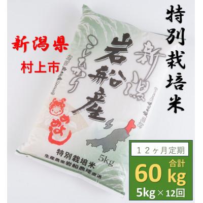 ふるさと納税 村上市 [毎月定期便]特別栽培米 岩船米コシヒカリ 精米 5kg 009全12回