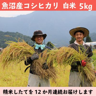ふるさと納税 南魚沼市 [毎月定期便]南魚沼産コシヒカリ 白米 5kg[栽培期間中農薬を減らして作ったお米]全12回