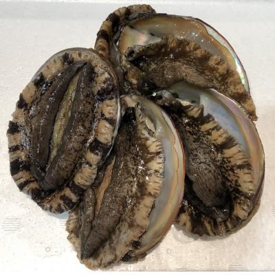 ふるさと納税 八幡浜市 [2ヵ月毎定期便]「アワビ三昧大サイズ」600g前後(鯛またはアジとセット)[H22-290]全3回