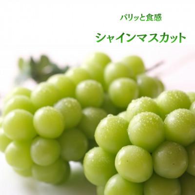 ふるさと納税 山梨市 【発送月固定定期便】 旬のフルーツ定期便　桃2kg・シャインマスカット全2回 |  | 02