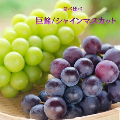 ふるさと納税 山梨市 【発送月固定定期便】旬のフルーツ定期便 桃2kg・巨峰/シャイン全2回 |  | 02