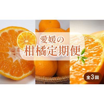 ふるさと納税 松山市 [発送月固定定期便]柑橘(せとか 神ポン カラマンダリン)全3回