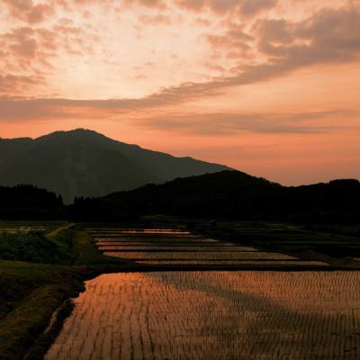 ふるさと納税 村上市 【毎月定期便】棚田米コシヒカリ(精米) 4kg+パックごはん 1個 [144]全5回の画像