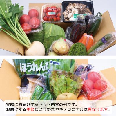 ふるさと納税 南島原市 【発送月固定定期便】野菜果物セット 野菜(キノコ)・フルーツ 11品目以上 奇数月コース全6回_2