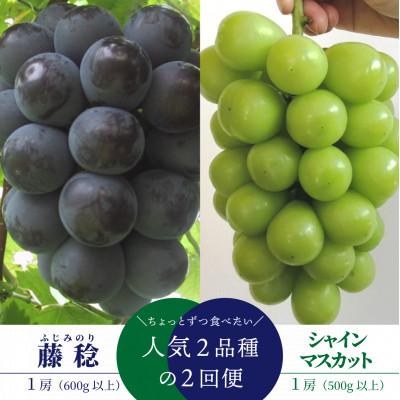 ふるさと納税 真庭市 [発送月固定定期便][2026年先行予約]藤稔とシャインマスカット 1房お試し便(岡山県産)全2回