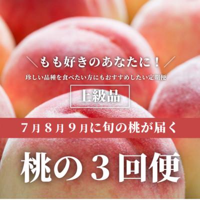 ふるさと納税 真庭市 [発送月固定定期便][2026年先行予約]桃好きの為の桃3回便!(上級品5-7玉入)(岡山産)全3回