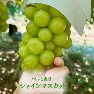 ふるさと納税 山梨市 【発送月固定定期便】フルーツ定期便 桃2kg 巨峰1kg シャイン1kg全3回 |  | 03