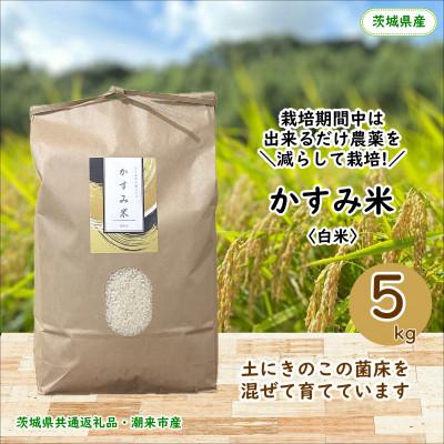 ふるさと納税 鹿嶋市 [毎月定期便]栽培期間中出来るだけ農薬を減らしたかすみ米精米5kg茨城県共通返礼品潮来市産全12回