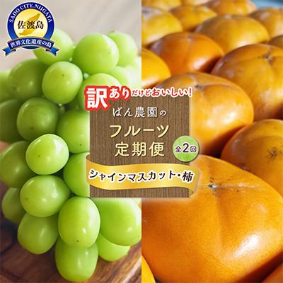 ふるさと納税 佐渡市 [発送月固定定期便]訳ありシャインマスカット1.2kg2房+訳あり柿10kgセット 佐渡島産全2回