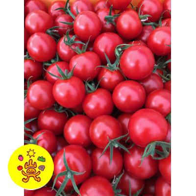 ふるさと納税 山元町 [発送月固定定期便]山のふ元のあまトマト(フルティカ・小鈴の詰め合わせセット)全6回