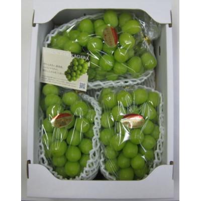 ふるさと納税 三豊市 [発送月固定定期便]三豊市ぶどう定期便全3回