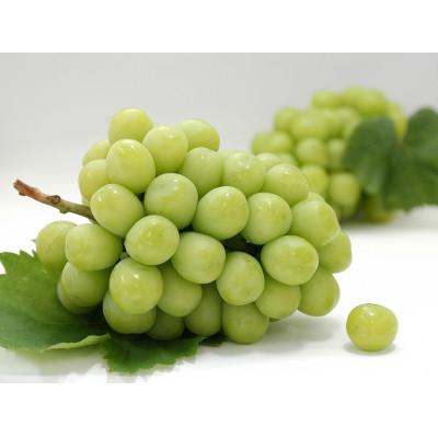 ふるさと納税 観音寺市 [発送月固定定期便]観音寺市フルーツ定期便(桃+シャインマスカット)全2回