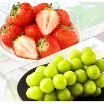 ふるさと納税 観音寺市 [発送月固定定期便]観音寺市フルーツ定期便(シャインマスカット+さぬきひめいちご)全2回