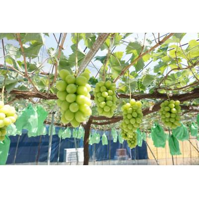 ふるさと納税 豊丘村 【発送月固定定期便】南信州で人気のフルーツ!旬の豊水梨とシャインマスカット全2回 |  | 01