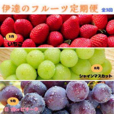 ふるさと納税 伊達市 [発送月固定定期便]伊達なフルーツ定期便(いちご・ぶどう2種)全3回