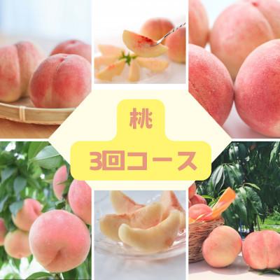 ふるさと納税 伊達市 [2週間毎定期便]福島の桃が届く!伊達な桃3種の定期便 計6kg全3回