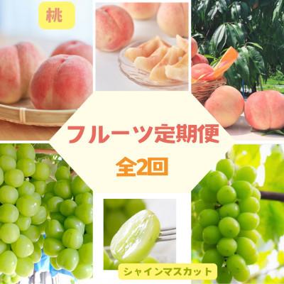 ふるさと納税 伊達市 [2週間毎定期便]桃とシャインマスカットの定期便 計3kg全2回