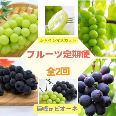 ふるさと納税 伊達市 [2週間毎定期便]伊達なフルーツ定期便 ぶどう2種(シャインマスカットと巨峰orピオーネ)全2回