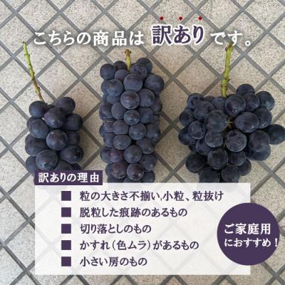 ふるさと納税 笛吹市 【発送月固定定期便】訳あり 山梨 人気の果物 桃・巨峰・シャインマスカット全3回 |  | 02