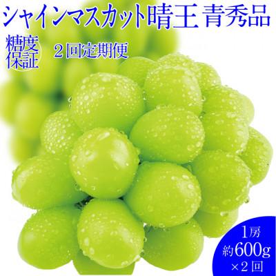 ふるさと納税 鏡野町 [発送月固定定期便]9月10月 シャインマスカット晴王 1房 約600g全2回