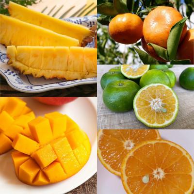 ふるさと納税 国頭村 [発送月固定定期便]南国プレミアムフルーツ定期便(マンゴー&amp;パイナップル2種&amp;柑橘3種)全6回