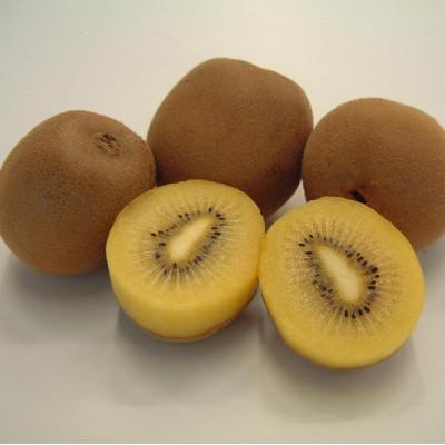 ふるさと納税 東かがわ市 [発送月固定定期便]東かがわ市香川県オリジナルキウイフルーツ定期便全3回