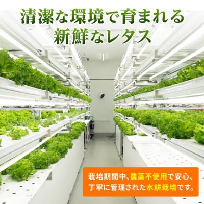 ふるさと納税 河内長野市 【毎月定期便】【3ヵ月】水耕栽培 フレアベル フリルアイス 6個レタスセット全3回 |  | 01