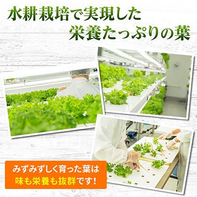 ふるさと納税 河内長野市 【毎月定期便】【3ヵ月】水耕栽培 フレアベル フリルアイス 6個レタスセット全3回 |  | 02