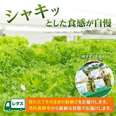 ふるさと納税 河内長野市 【毎月定期便】【3ヵ月】水耕栽培 フレアベル フリルアイス 6個レタスセット全3回 |  | 03