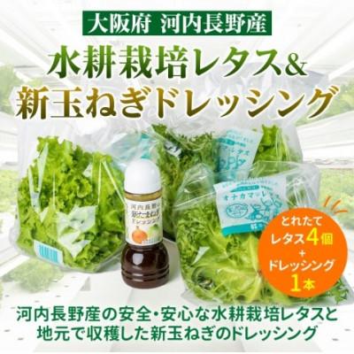 ふるさと納税 河内長野市 [毎月定期便][ふるさと納税 3ヶ月]とれたてレタスと玉ねぎドレッシングセット全3回