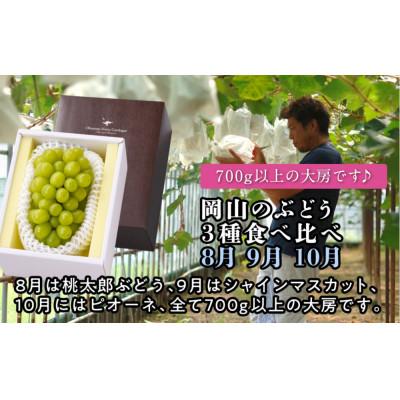 ふるさと納税 岡山市 [発送月固定定期便][全3回定期便]岡山のぶどう3種食べ比べ(8月・9月・10月)全3回