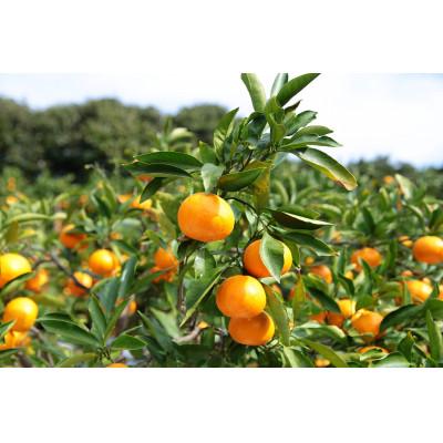 ふるさと納税 湯浅町 [発送月固定定期便]潮風と太陽で育った有田みかん10K おまかせ(2S〜2L)[11月〜1月]全3回