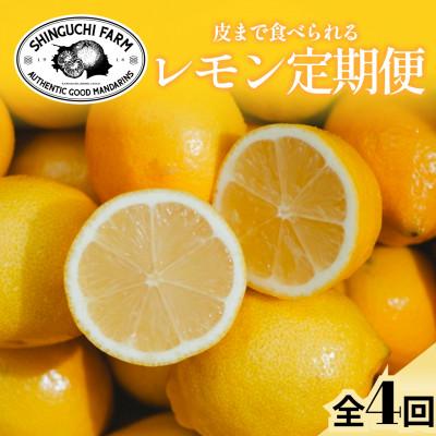 ふるさと納税 八幡浜市 [発送月固定定期便]皮ごと食べられる[愛媛レモン]防腐剤・ワックス不使用[G70-173]全4回