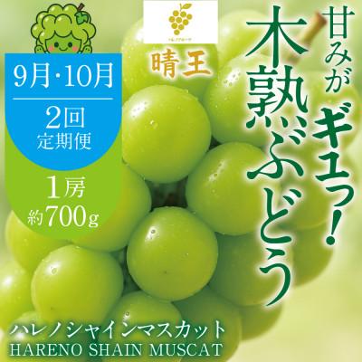 ふるさと納税 岡山市 [発送月固定定期便]先行予約 9月10月 木熟ぶどう シャインマスカット晴王 1房 約700g全2回