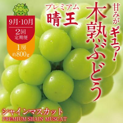 ふるさと納税 鏡野町 [発送月固定定期便]9月10月 岡山県産 木熟プレミアムシャインマスカット晴王 1房約800g全2回