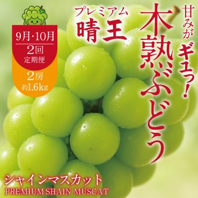 ふるさと納税 鏡野町 [発送月固定定期便]9月10月岡山県産 木熟プレミアムシャインマスカット晴王 2房約1.6kg全2回