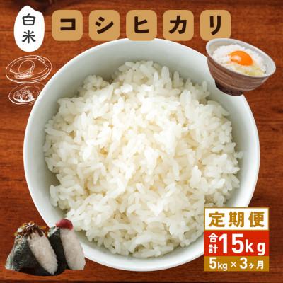 ふるさと納税 笠間市 [毎月定期便]笠間産 コシヒカリ 5kg 精米全3回